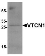 B7-H4 Antibody in Western Blot (WB)