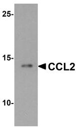 MCP-1 Antibody in Western Blot (WB)