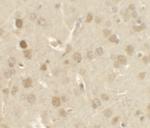 NELF Antibody in Immunohistochemistry (IHC)