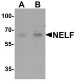 NELF Antibody in Western Blot (WB)