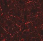 CCL4 Antibody in Immunohistochemistry (IHC)