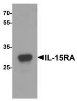 IL15RA Antibody in Western Blot (WB)