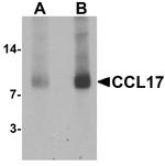 TARC Antibody in Western Blot (WB)