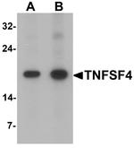 OX40L Antibody in Western Blot (WB)