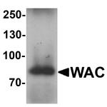 WAC Antibody in Western Blot (WB)