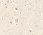 CISD2 Antibody in Immunohistochemistry (IHC)