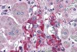 RIM2 Antibody in Immunohistochemistry (IHC)