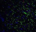 GABARAP Antibody in Immunohistochemistry (IHC)