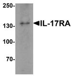 IL17RA Antibody in Western Blot (WB)