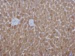 ALDH1A1 Antibody in Immunohistochemistry (Paraffin) (IHC (P))