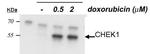 Phospho-CHK1 (Ser345) Antibody in Western Blot (WB)