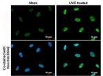 Phospho-CHK1 (Ser345) Antibody in Immunocytochemistry (ICC/IF)