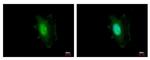 DDB1 Antibody in Immunocytochemistry (ICC/IF)