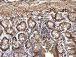 DDB1 Antibody in Immunohistochemistry (Paraffin) (IHC (P))