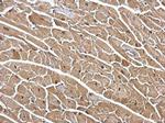 DDB1 Antibody in Immunohistochemistry (Paraffin) (IHC (P))