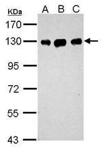 DDB1 Antibody in Western Blot (WB)