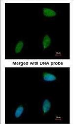 ERG Antibody in Immunocytochemistry (ICC/IF)