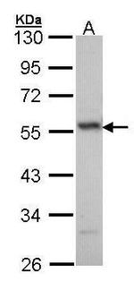 ERG Antibody in Western Blot (WB)