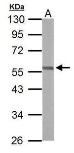 ERG Antibody in Western Blot (WB)