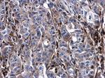 Urokinase Antibody in Immunohistochemistry (Paraffin) (IHC (P))