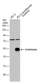 Urokinase Antibody in Western Blot (WB)