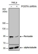 Periostin Antibody