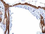 14-3-3 sigma Antibody in Immunohistochemistry (Paraffin) (IHC (P))