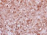 Angiopoietin 4 Antibody in Immunohistochemistry (Paraffin) (IHC (P))