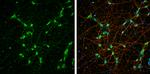 NEFL Antibody in Immunocytochemistry (ICC/IF)