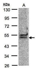 UAP56 Antibody in Western Blot (WB)