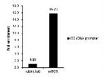 mTOR Antibody in ChIP Assay (ChIP)