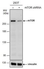 mTOR Antibody