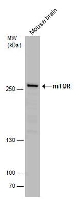 mTOR Antibody in Western Blot (WB)