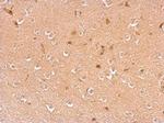 Dopamine beta Hydroxylase Antibody in Immunohistochemistry (Paraffin) (IHC (P))