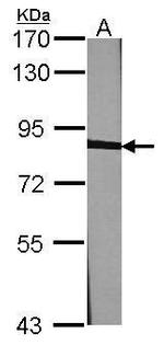 Calnexin Antibody in Western Blot (WB)