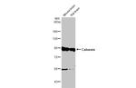 Calnexin Antibody in Western Blot (WB)