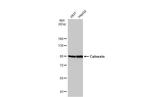 Calnexin Antibody in Western Blot (WB)