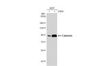 Calnexin Antibody in Western Blot (WB)