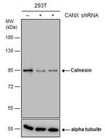 Calnexin Antibody