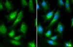 Calnexin Antibody in Immunocytochemistry (ICC/IF)