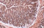 Calnexin Antibody in Immunohistochemistry (Paraffin) (IHC (P))