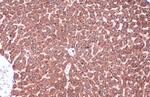 Calnexin Antibody in Immunohistochemistry (Paraffin) (IHC (P))