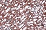 Calnexin Antibody in Immunohistochemistry (Paraffin) (IHC (P))