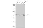 Calnexin Antibody in Western Blot (WB)