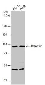 Calnexin Antibody in Western Blot (WB)