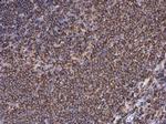 Moesin Antibody in Immunohistochemistry (Paraffin) (IHC (P))