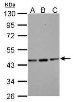 gamma Actin Antibody in Western Blot (WB)