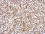 Plasminogen Antibody in Immunohistochemistry (Paraffin) (IHC (P))