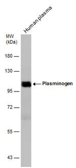 Plasminogen Antibody in Western Blot (WB)