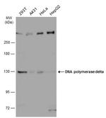 POLD1 Antibody in Western Blot (WB)